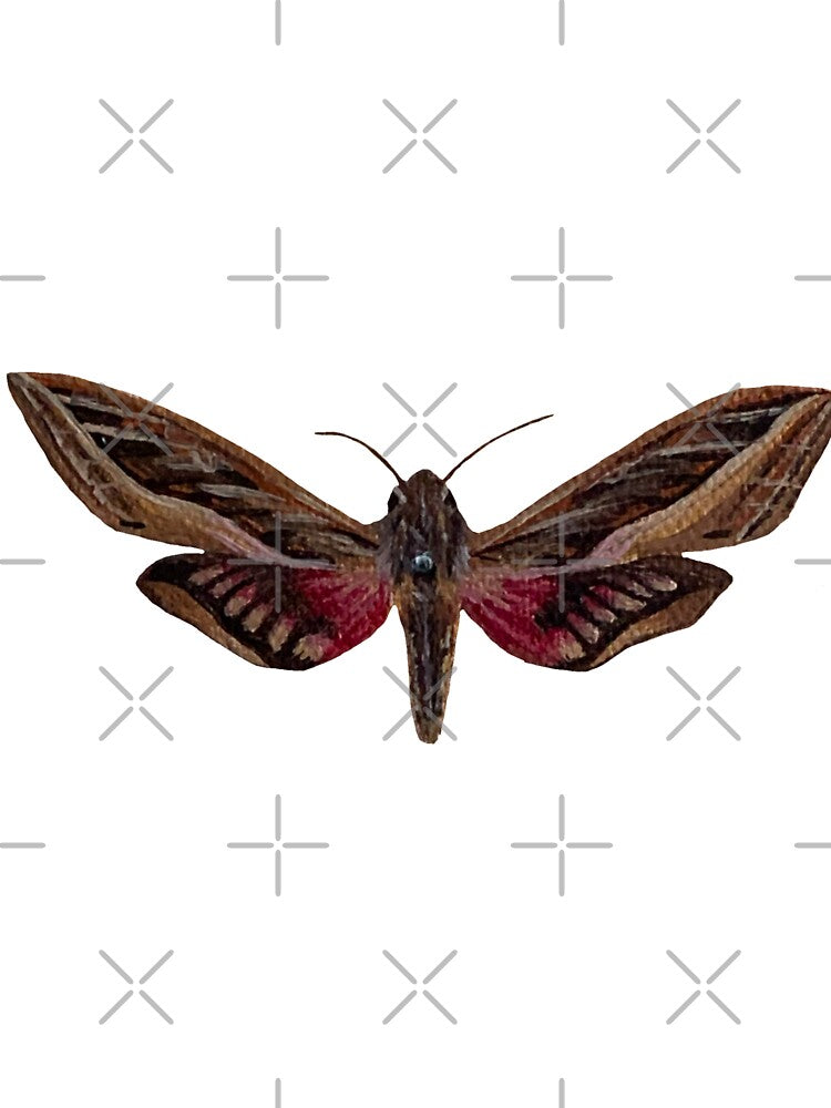 silver striped hawk moth by kaitlynyaru.art