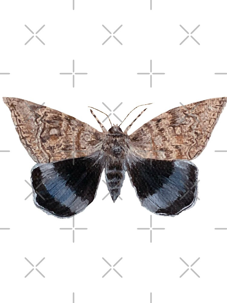 blue underwing moth by kaitlynyaru.art