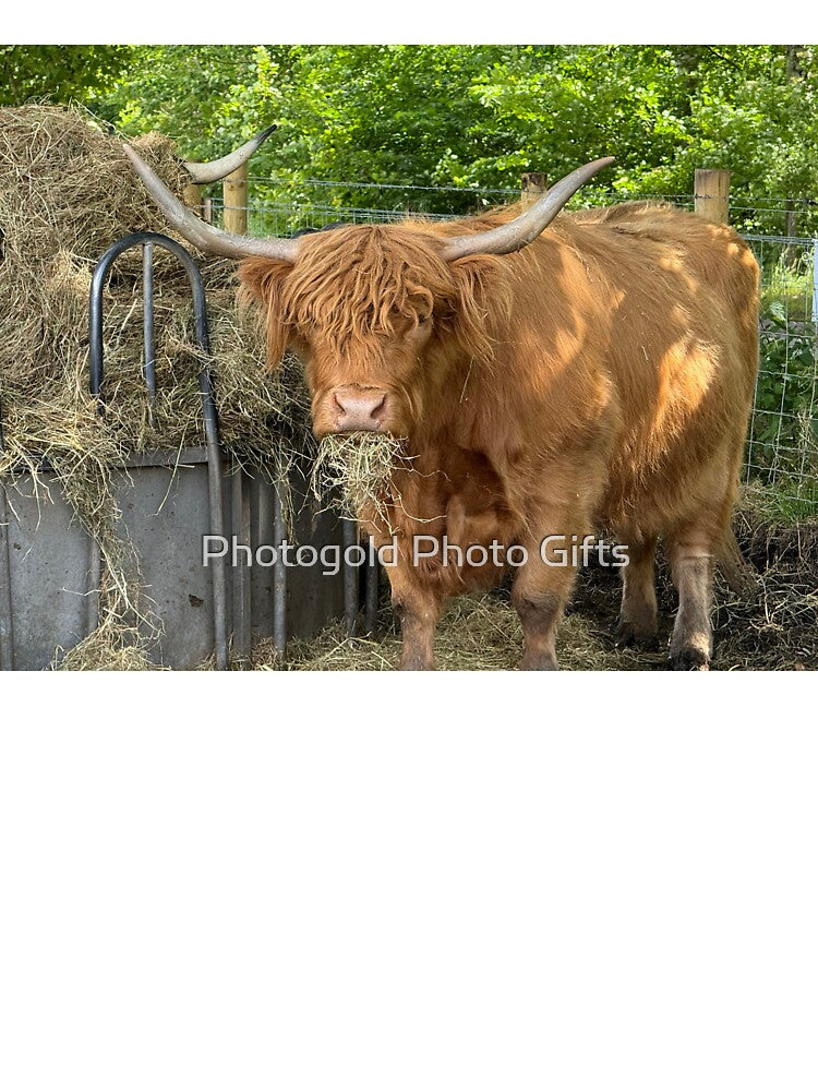 Highland cow chewing the cud by Photogold Photo Gifts