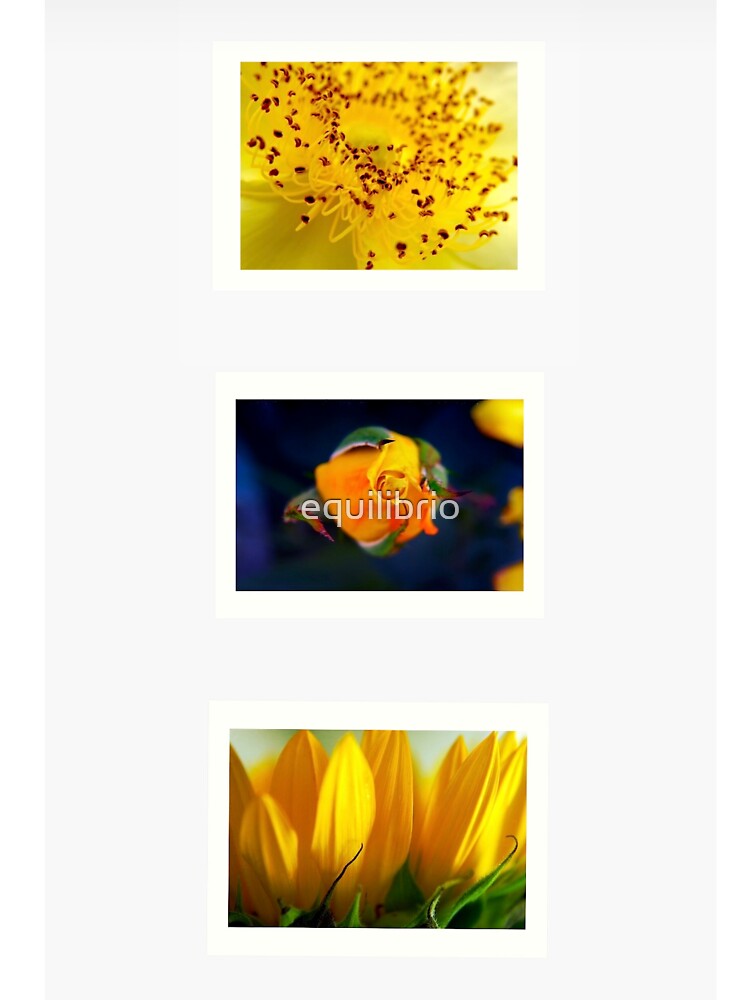 Sunlight by equilibrio