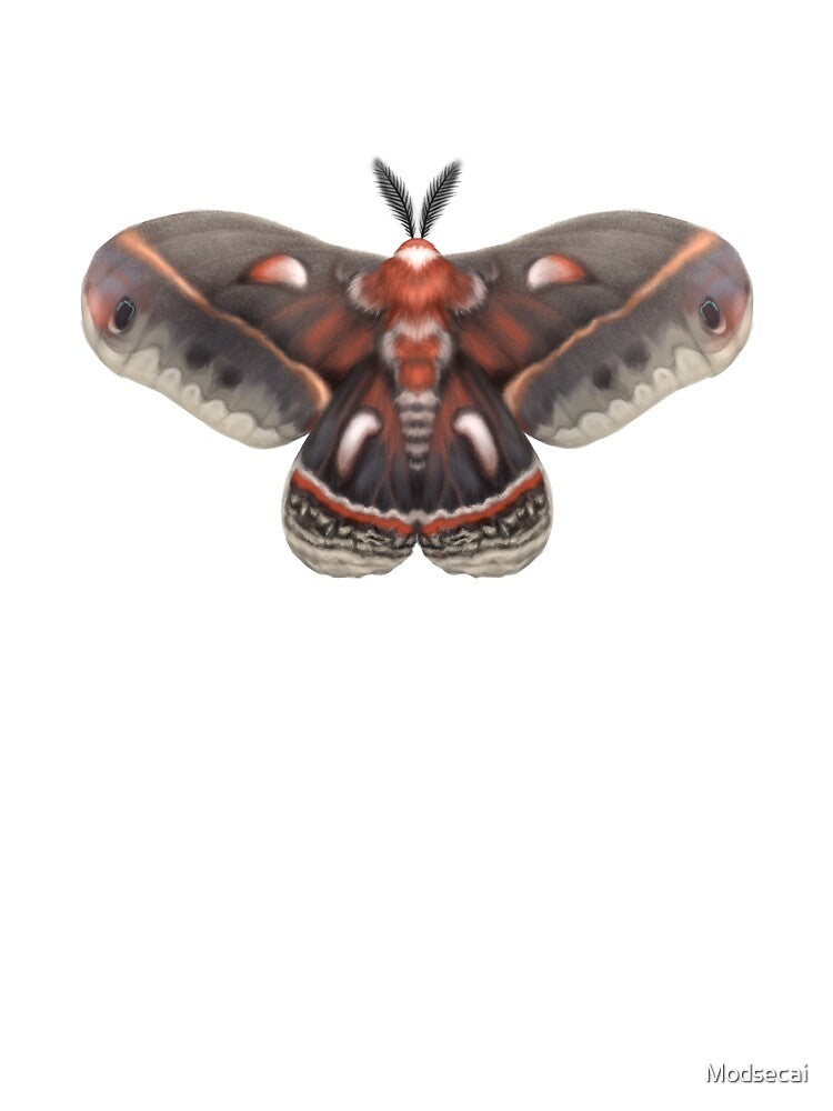 Cecropia Moth by Modsecai