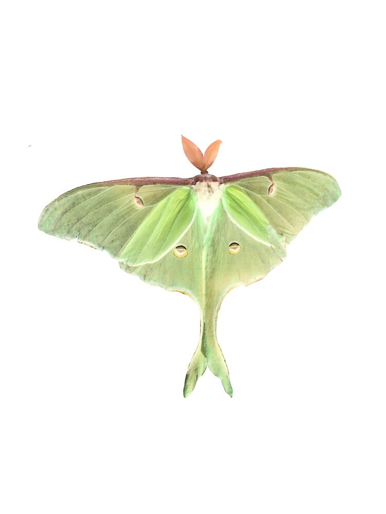 Luna Moth by curiocabinets