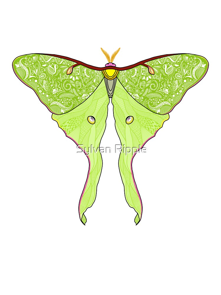Doodled Luna Moth by Sylvan Ripple