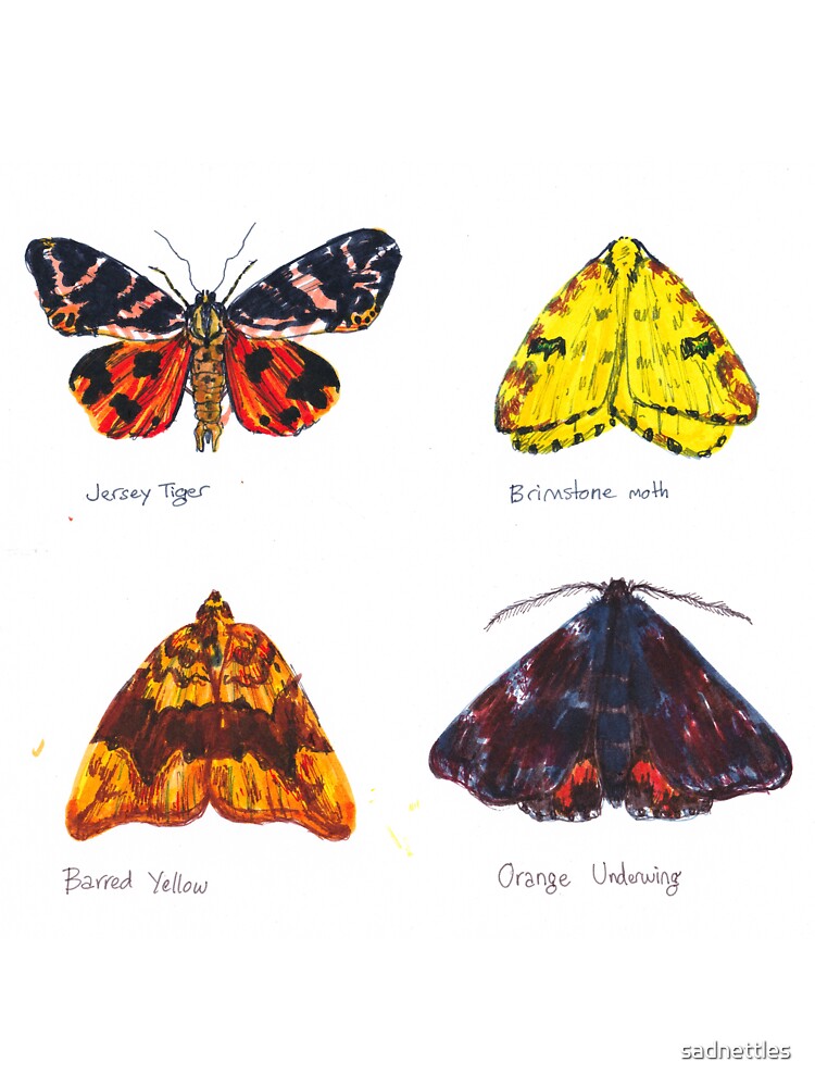 British moths by sadnettles