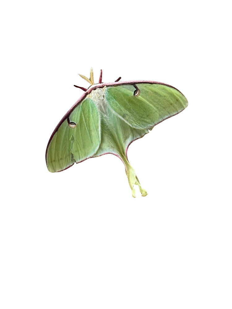 Luna Moth by NoRestDesigns