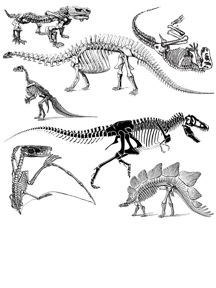 Dinosaur Fossils Dark Academia Aesthetic by AsinusAS