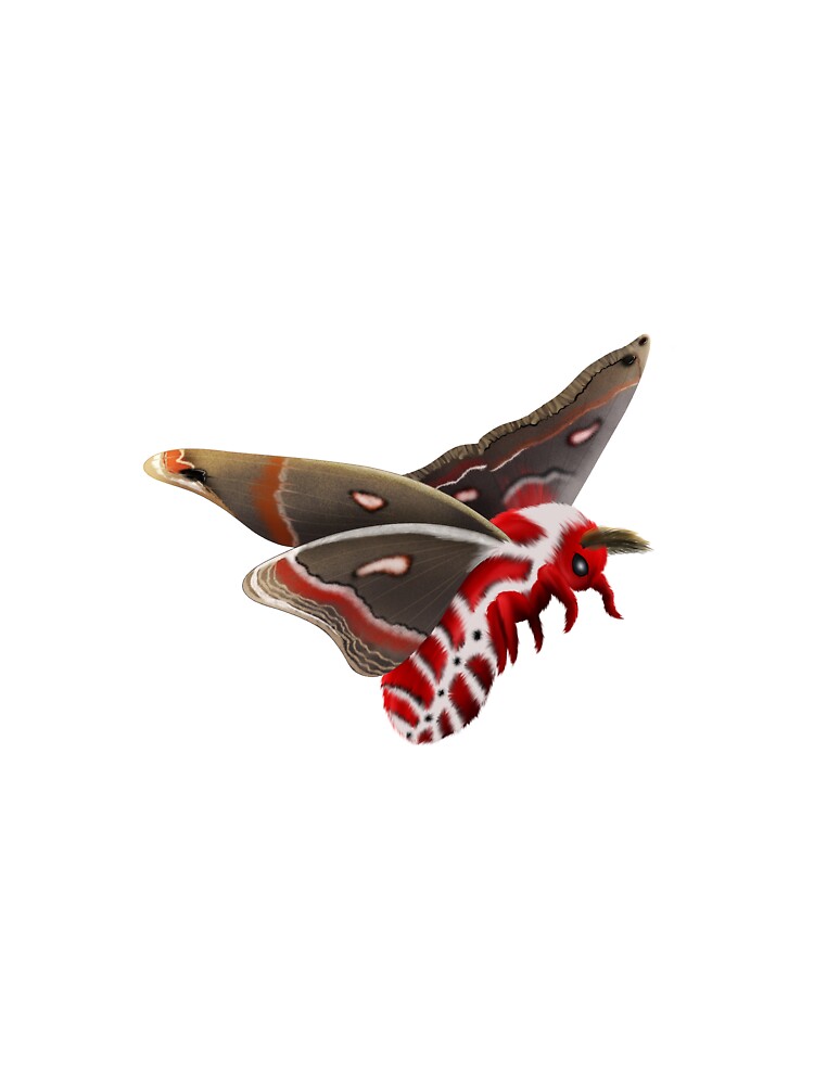 Cecropia Moth Fluffy Moth Red Moth Silk Moth Saturniid by Hexapunk