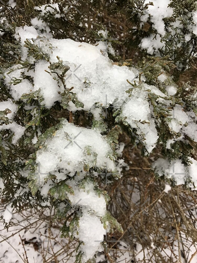 Snowy Cedar Branch by CJRPics