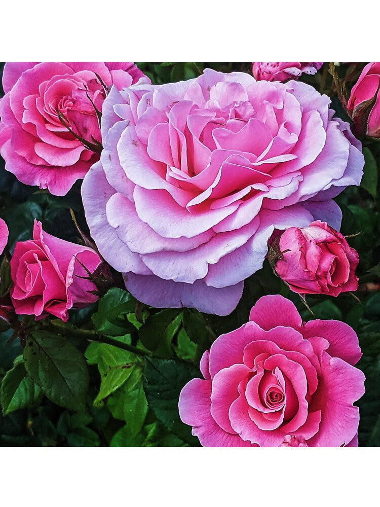 Pink Roses by rkaidesigns