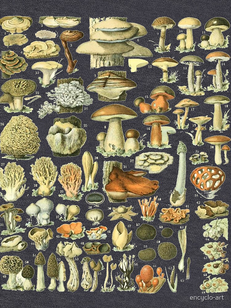 Mushroom Varieties for Fungi Mushroom Hunters by encyclo-art