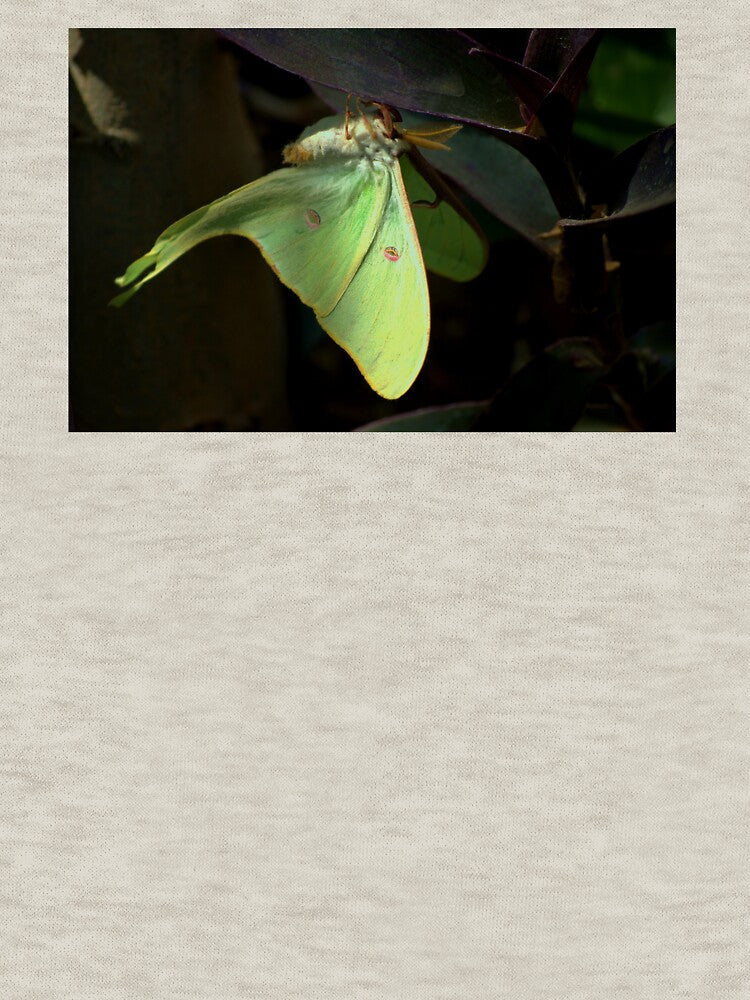 " The Lunar Moth " by K D Graves Photography